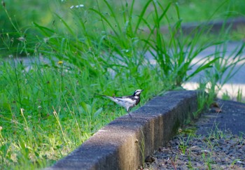 White Wagtail 福島市小鳥の森 Sun, 7/18/2021