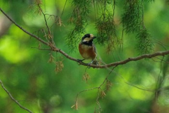 Varied Tit 福島市小鳥の森 Sun, 5/30/2021