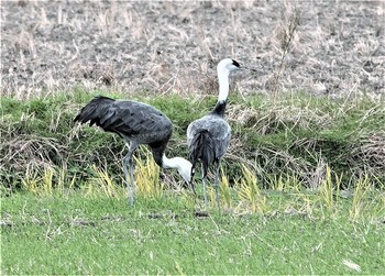 ナベヅル 鍋田干拓地 撮影日未設定