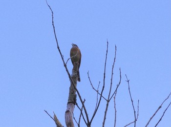 Meadow Bunting 信夫山公園 Sun, 7/25/2021