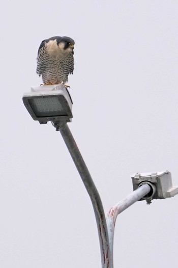 Peregrine Falcon 多摩川二ヶ領上河原堰 Sat, 3/23/2024