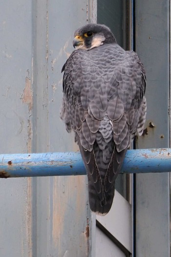 Peregrine Falcon 多摩川二ヶ領上河原堰 Sat, 3/23/2024