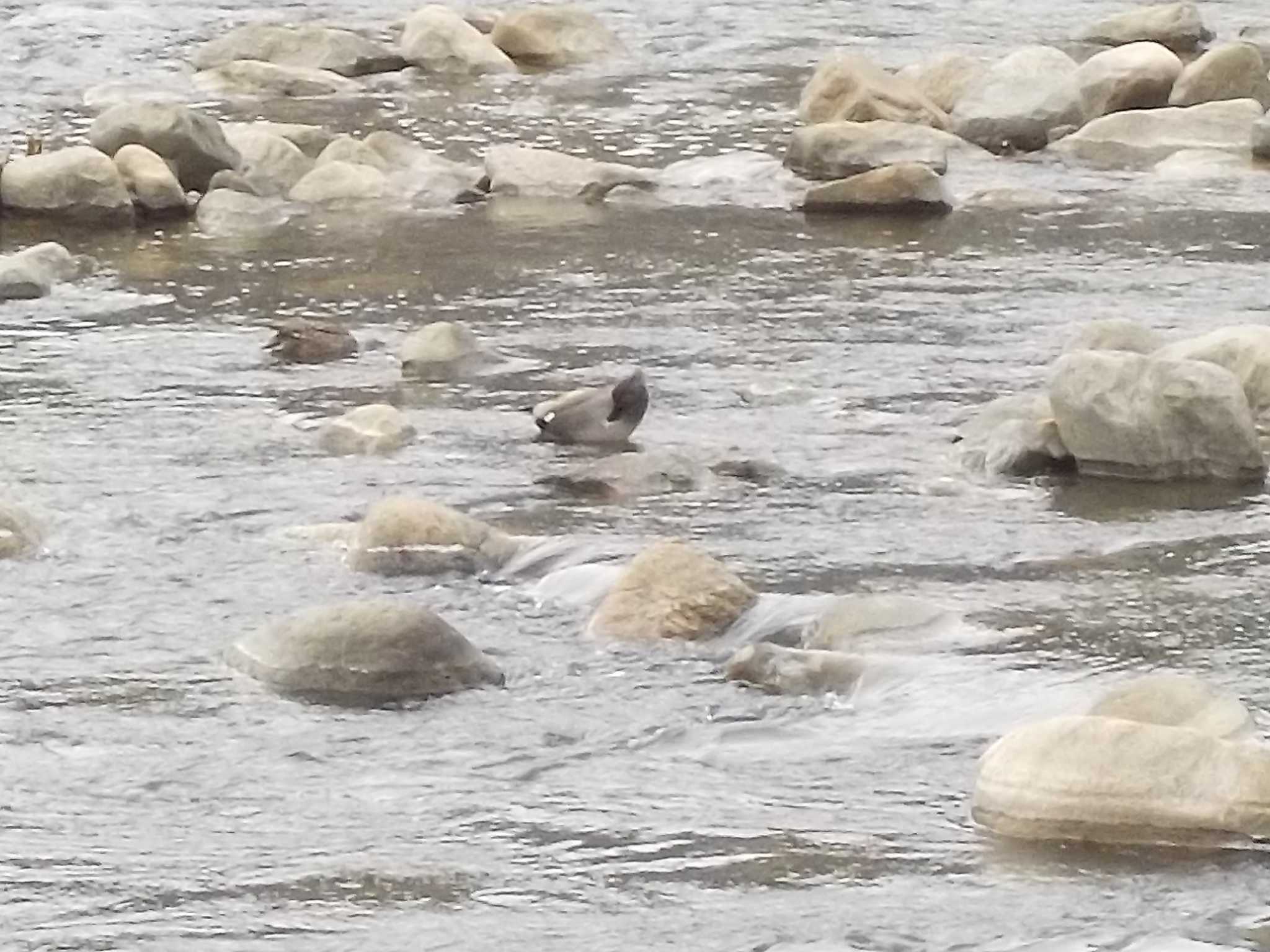 Photo of Gadwall at 武庫川 by エナガ