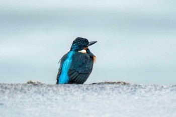 カワセミ 稲永公園 2024年3月23日(土)