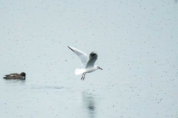 ユリカモメ 稲永公園 2024年3月23日(土)