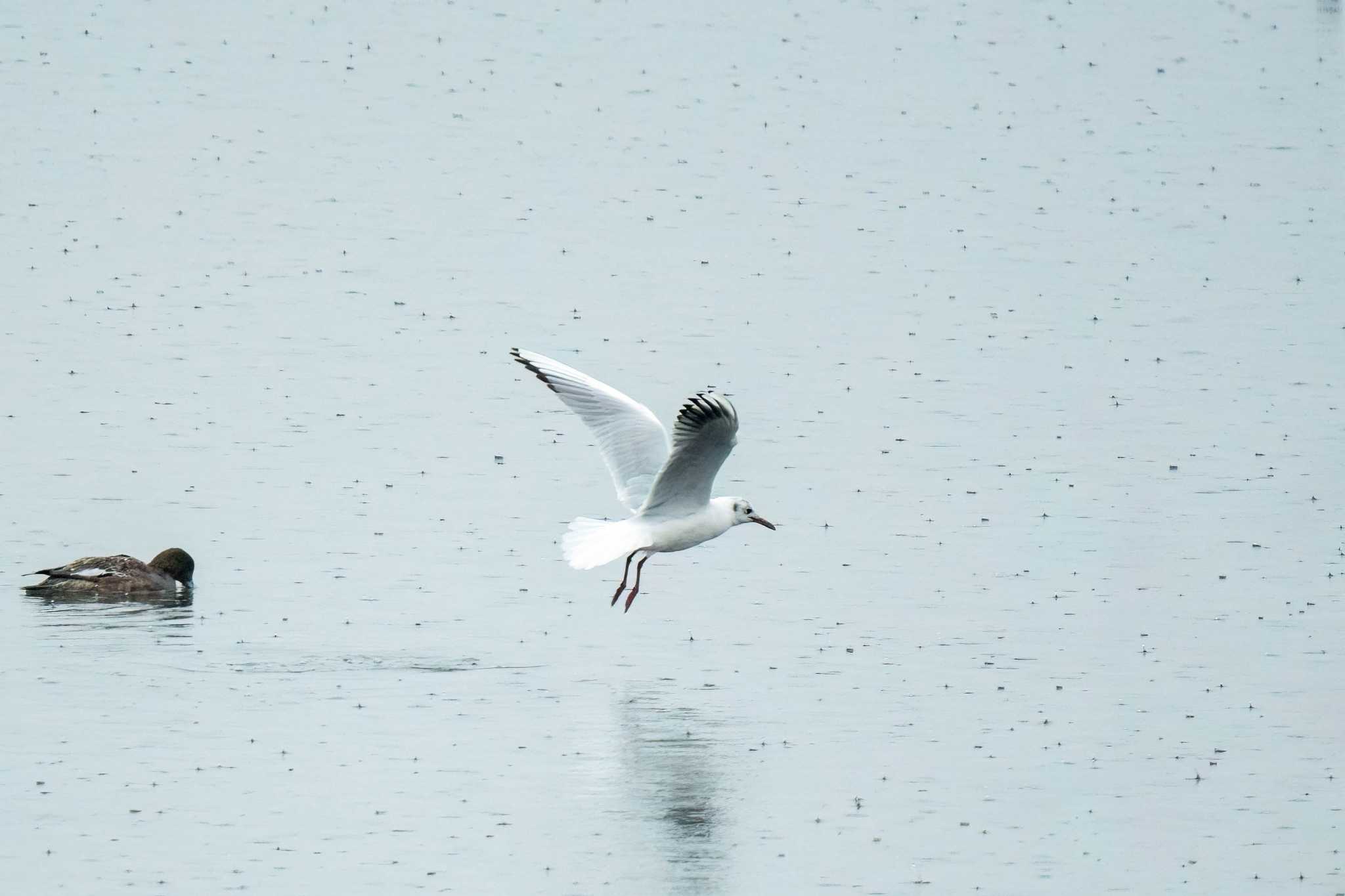 Black-headed Gull