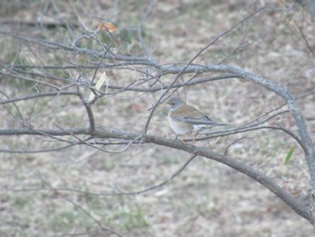 Pale Thrush 神奈川県川崎市 Fri, 3/22/2024