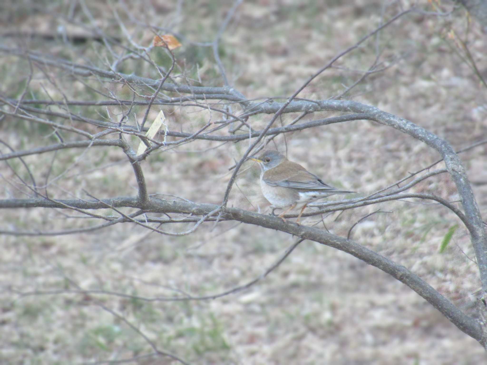 Pale Thrush