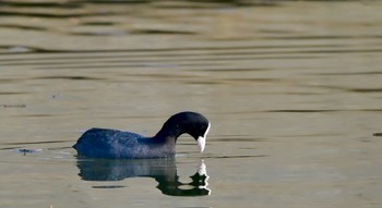 Eurasian Coot 福田漁港 Sun, 3/17/2024