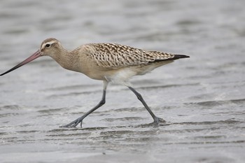 オオソリハシシギ ふなばし三番瀬海浜公園 2018年9月12日(水)