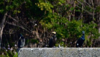 カワウ 福田漁港 2024年3月17日(日)