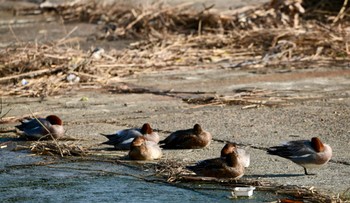 Eurasian Wigeon 福田漁港 Sun, 3/17/2024