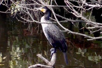 カワウ 千城台野鳥観察園 2024年3月23日(土)