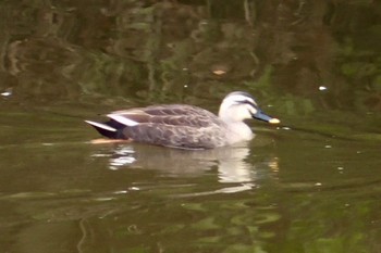 カルガモ 千城台野鳥観察園 2024年3月23日(土)