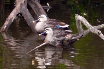 カルガモ 千城台野鳥観察園 2024年3月23日(土)