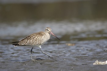 オオソリハシシギ ふなばし三番瀬海浜公園 2018年10月9日(火)