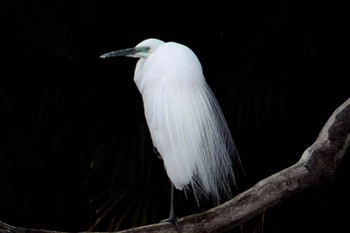 ダイサギ 千城台野鳥観察園 2024年3月23日(土)