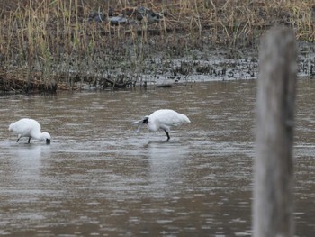 Black-faced Spoonbill Kasai Rinkai Park Sat, 3/23/2024