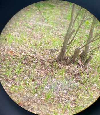 White Wagtail 福島市小鳥の森 Sun, 6/6/2021