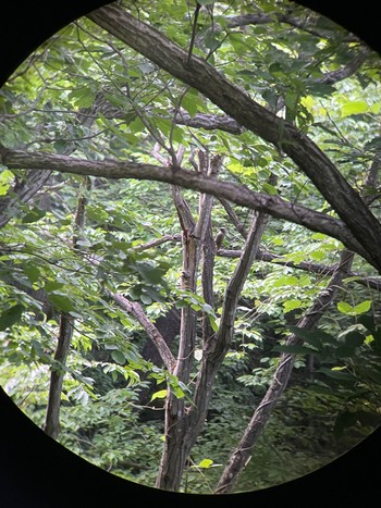 Sun, 6/6/2021 Birding report at 福島市小鳥の森