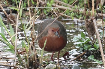 Ruddy-breasted Crake 馬込川 Sat, 3/23/2024