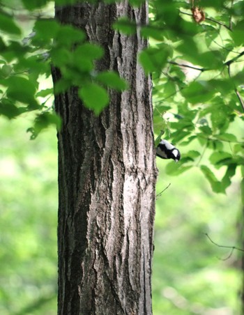 2021年7月24日(土) 福島市小鳥の森の野鳥観察記録