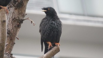 Crested Myna 大阪市此花区 Sat, 3/23/2024