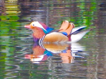 Mandarin Duck Shinjuku Gyoen National Garden Sat, 3/23/2024