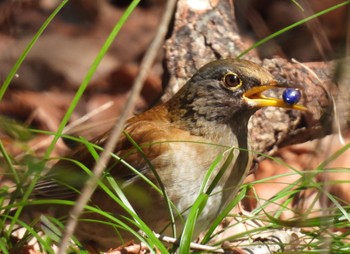 Pale Thrush 小幡緑地 Thu, 3/14/2024