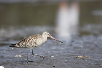 Bar-tailed Godwit Sambanze Tideland Tue, 10/9/2018