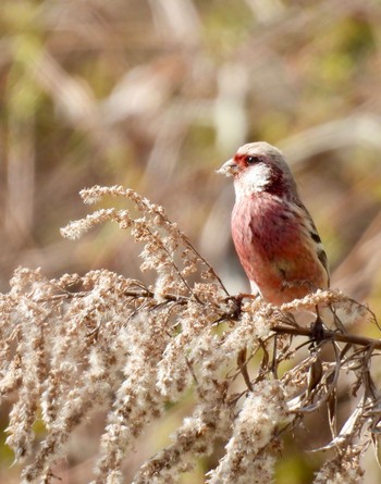 2024年3月21日(木) 杭瀬川スポーツ公園の野鳥観察記録