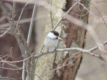 コガラ 蔵王野鳥の森自然観察センター 2024年3月17日(日)