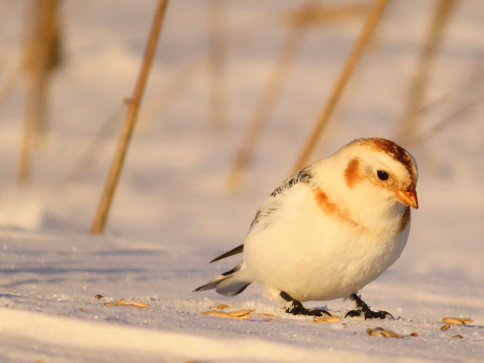 Snow Bunting