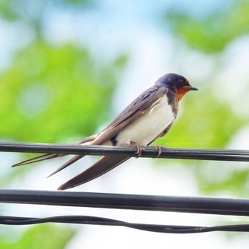 2021年7月31日(土) 福島市飯坂の野鳥観察記録