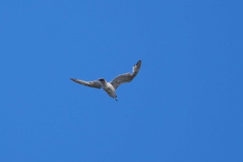 Vega Gull 観音崎公園 Fri, 3/22/2024