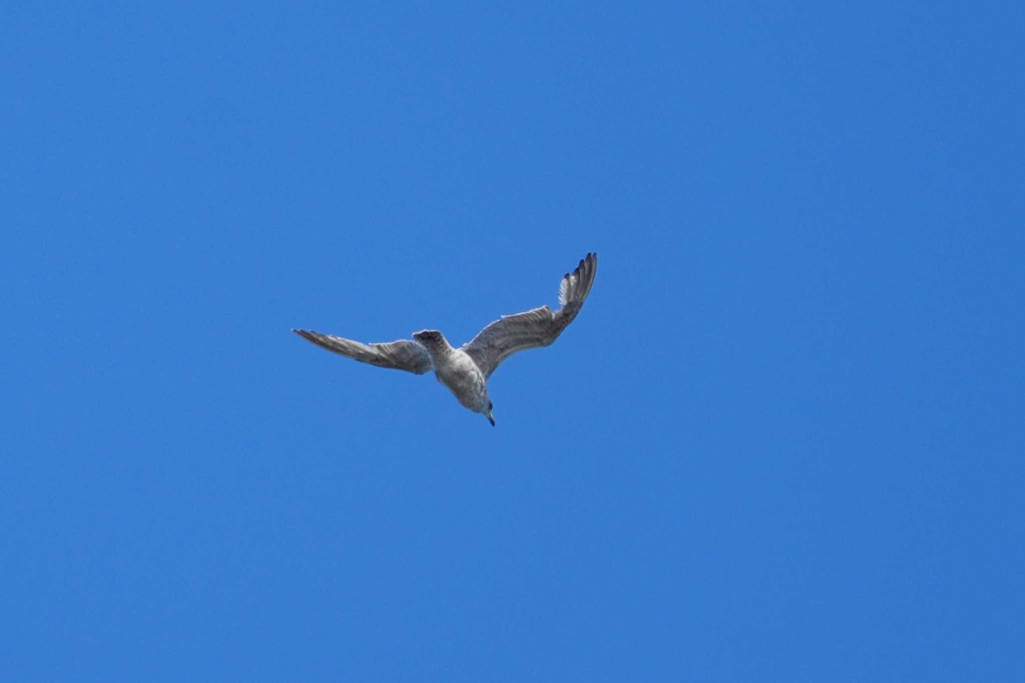 Photo of Vega Gull at 観音崎公園 by sinbesax