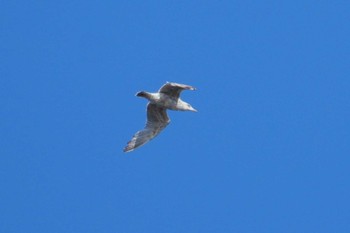 Vega Gull 観音崎公園 Fri, 3/22/2024