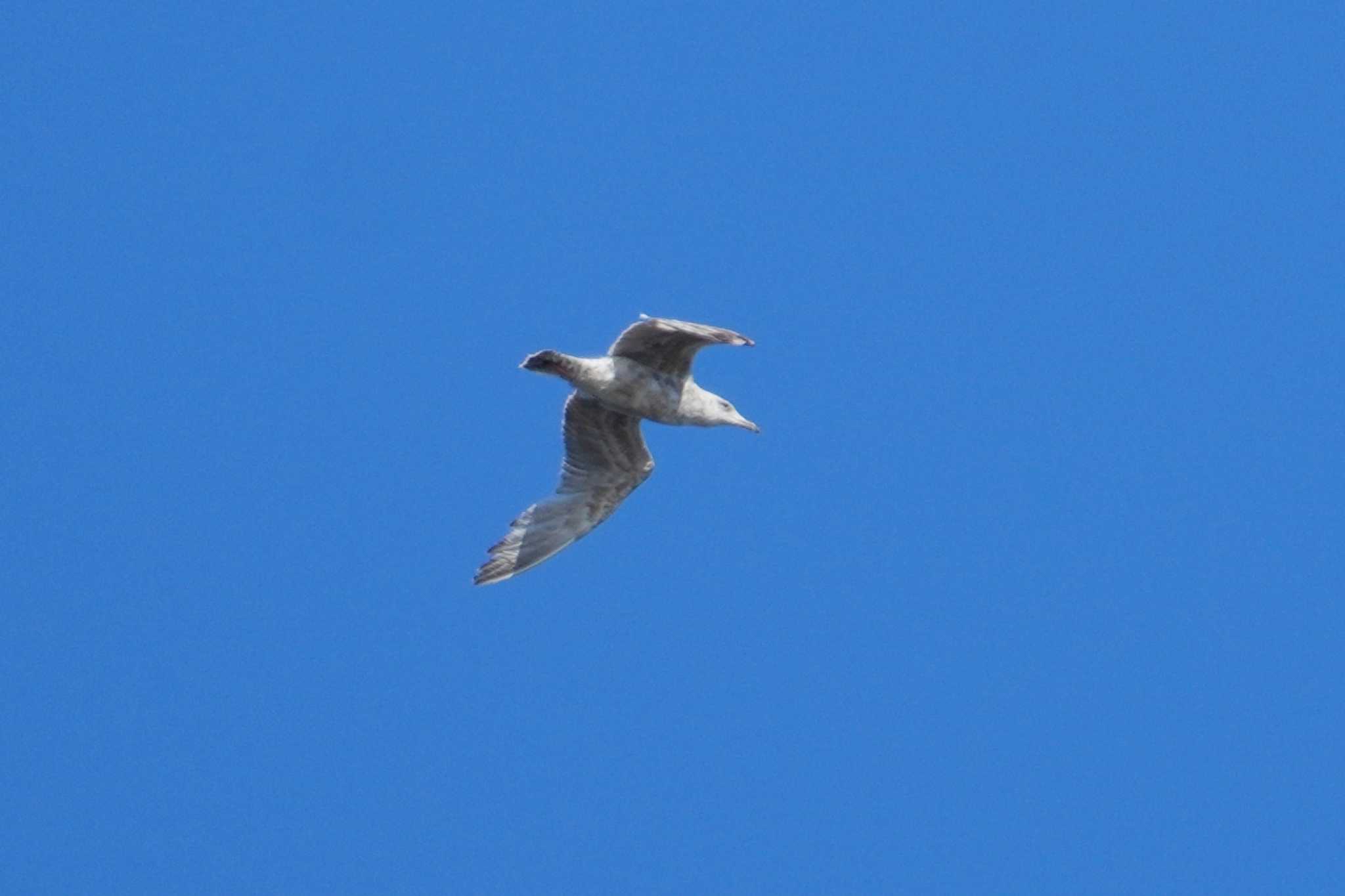 Photo of Vega Gull at 観音崎公園 by sinbesax