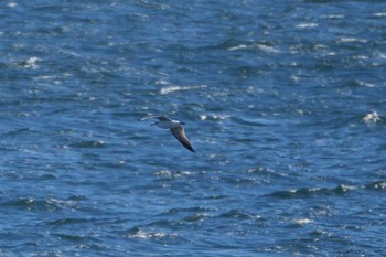 Black-tailed Gull 観音崎公園 Fri, 3/22/2024