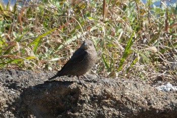 Blue Rock Thrush 観音崎公園 Fri, 3/22/2024