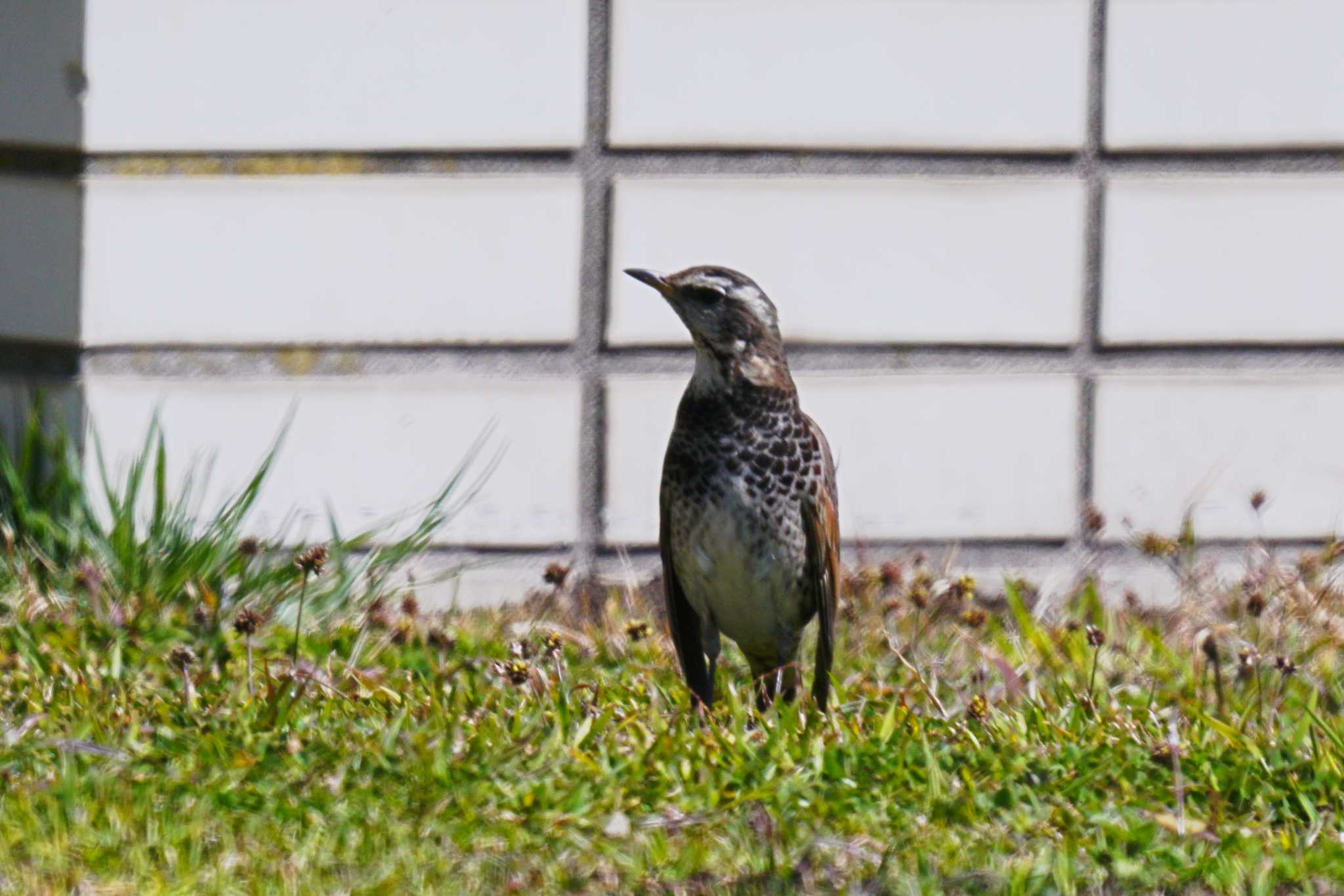 Photo of Dusky Thrush at 観音崎公園 by sinbesax