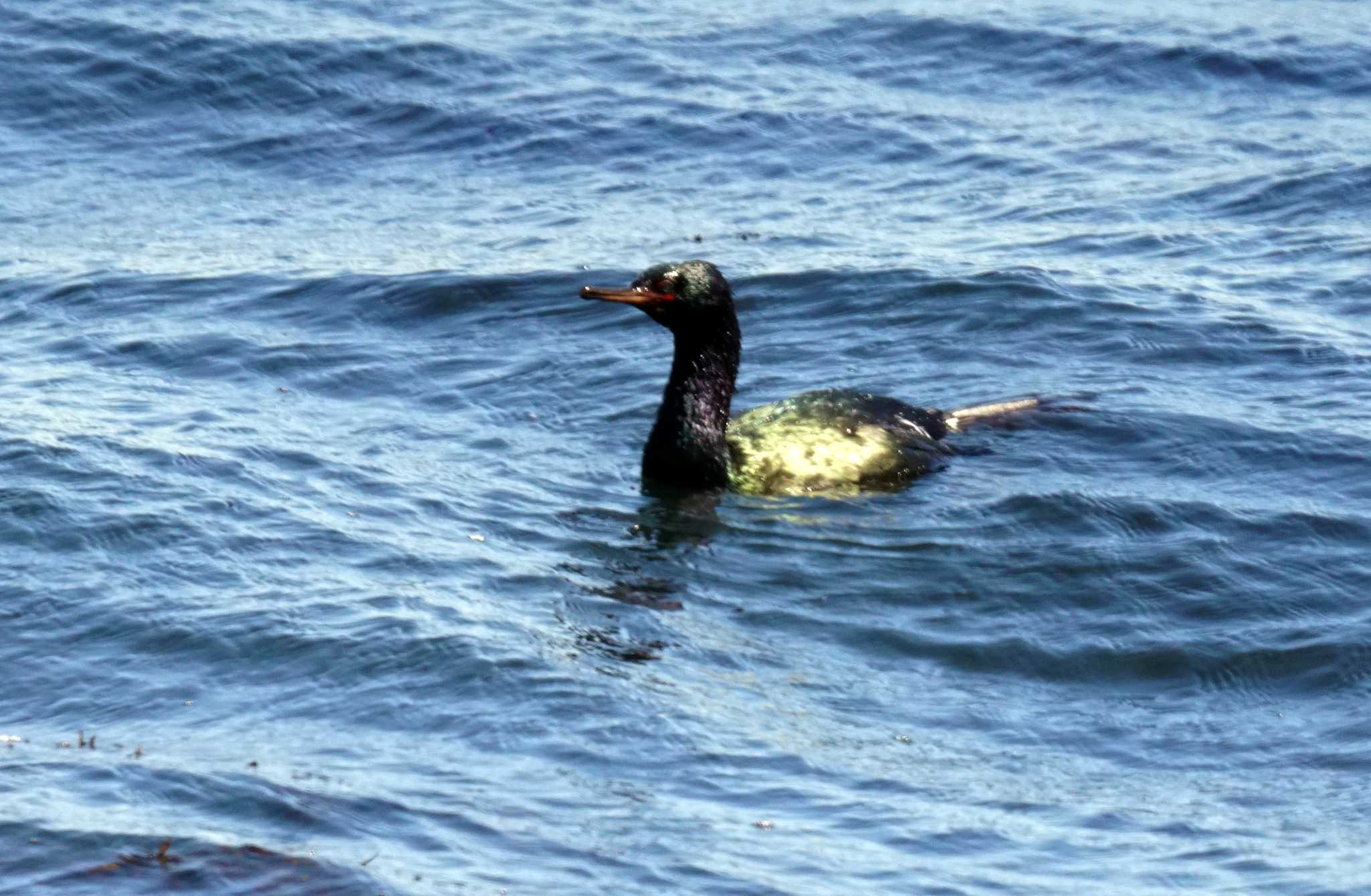 Photo of Pelagic Cormorant at 観音崎公園 by sinbesax