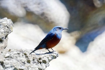 Blue Rock Thrush 観音崎公園 Fri, 3/22/2024