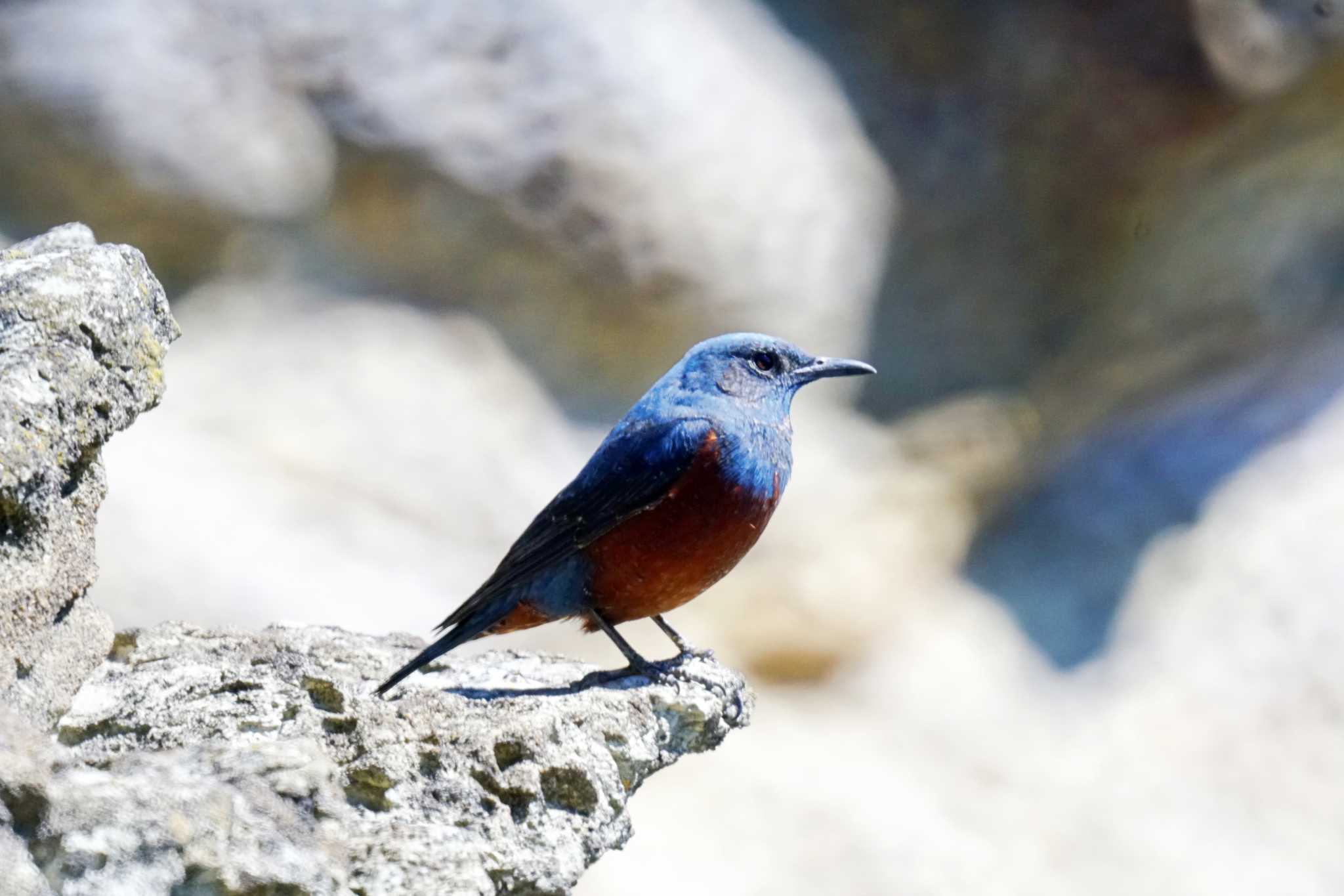 Photo of Blue Rock Thrush at 観音崎公園 by sinbesax