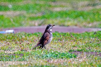 Dusky Thrush 観音崎公園 Fri, 3/22/2024