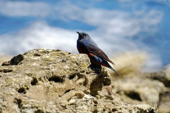 Blue Rock Thrush 観音崎公園 Fri, 3/22/2024