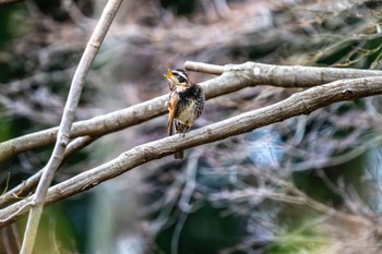 Dusky Thrush Machida Yakushiike Park Wed, 3/20/2024