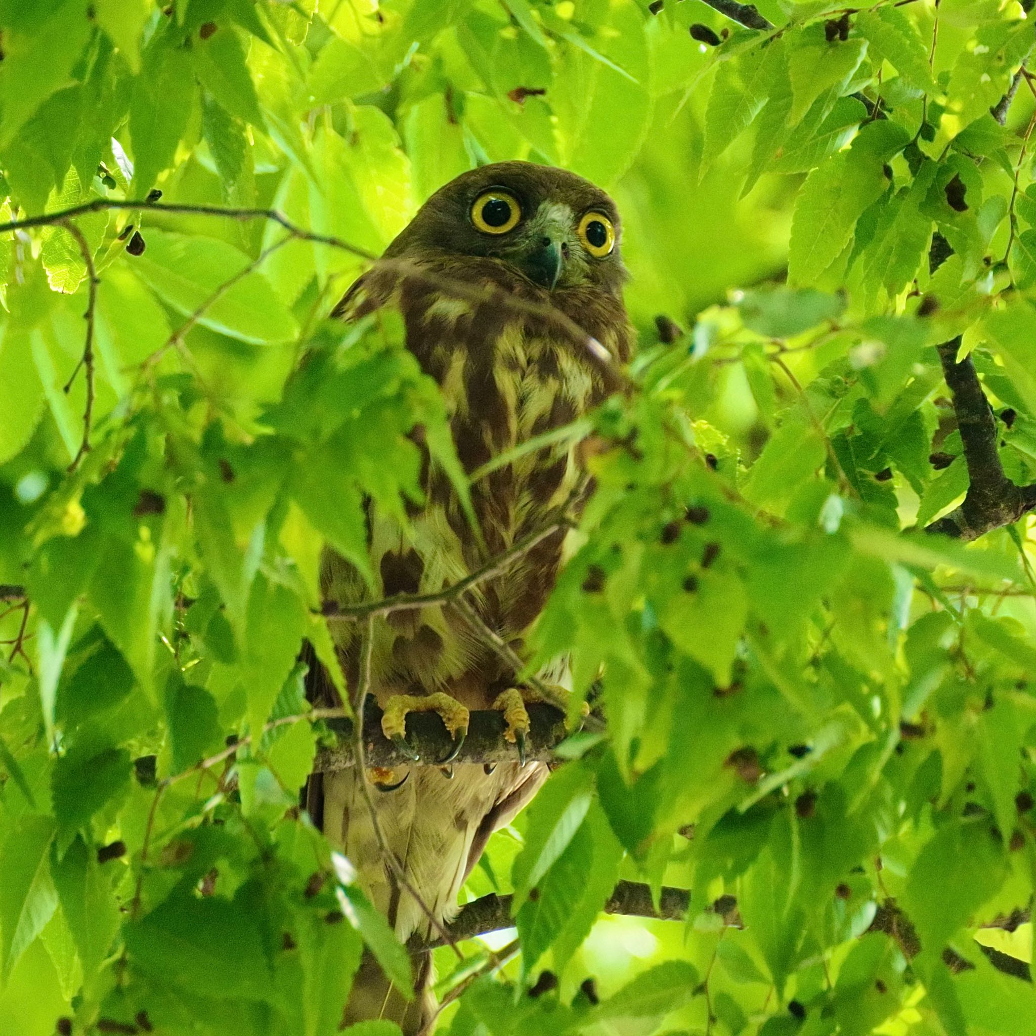 福島市飯坂 アオバズクの写真 by 015