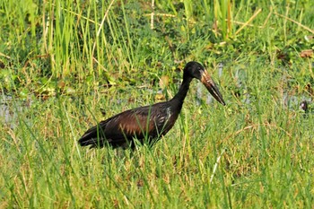 African Openbill