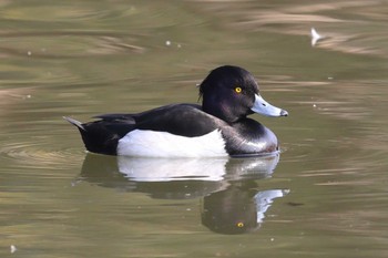 キンクロハジロ 明石公園 2024年2月11日(日)